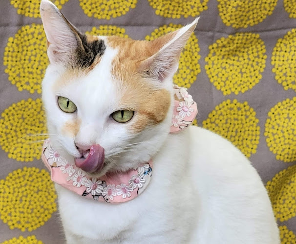 猫カフェギャラリーキャッツアイ - 京都市