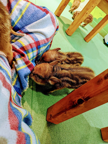 Comentarii opinii despre mipig cafe イオンレイクタウン店