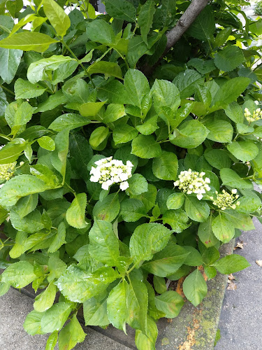 Comentarii opinii despre 本家かまどや 箕面船場東店