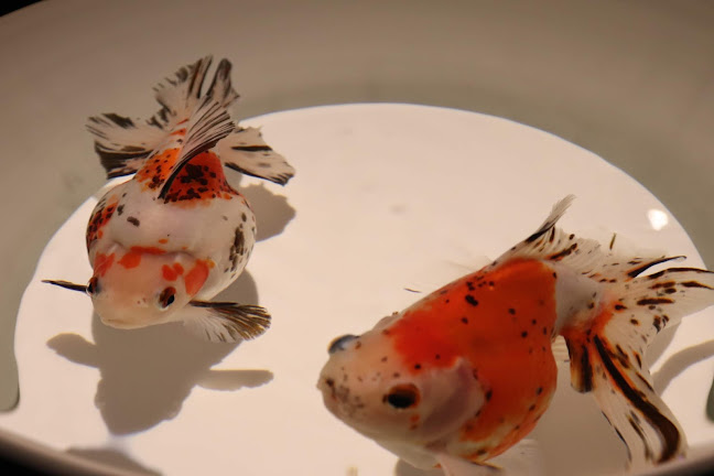 Comentarii opinii despre スターバックス コーヒー 日本橋スルガビル店