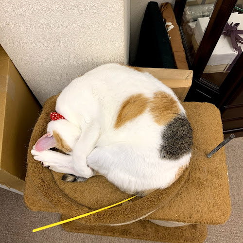 Opinii despre 猫カフェギャラリーキャッツアイ în 京都市 - 飲食業