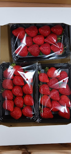 ANTONIO 青果 - 飲食業