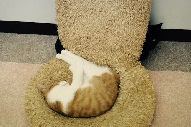 Opinii despre 保護ねこカフェ おむすび în 横浜市 - 飲食業