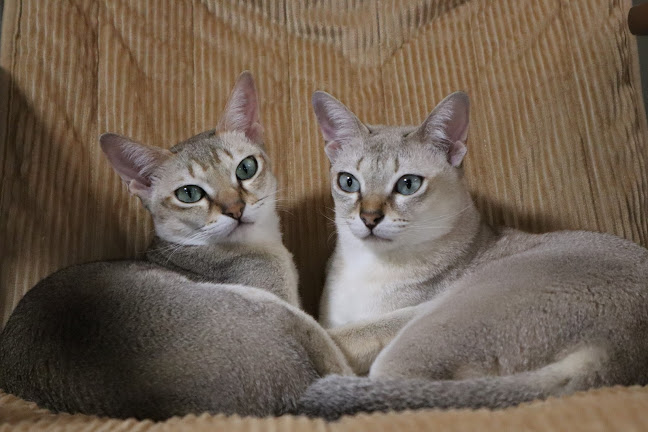 猫カフェいかろす CAT CAFE IKARUS - 飲食業