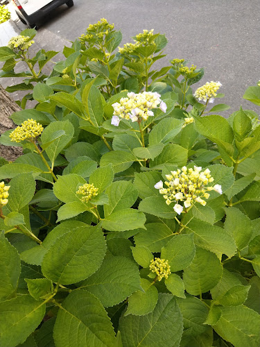 本家かまどや 箕面船場東店 - 箕面市