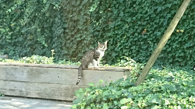 Cafe Dining Lounge THE PARK - 飲食業