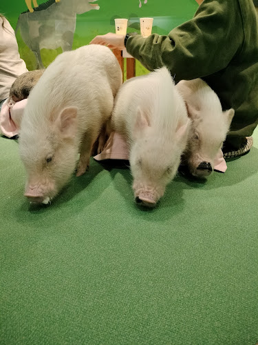 mipig cafe イオンレイクタウン店 - 飲食業