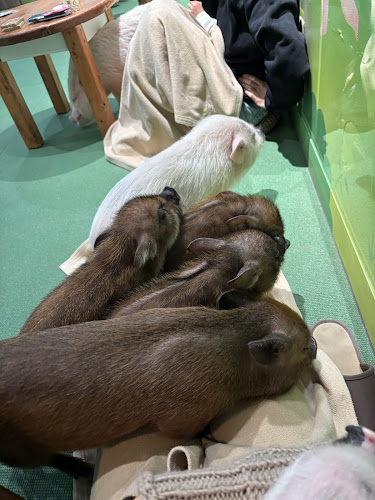 mipig cafe イオンレイクタウン店